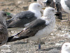 juvenile LBBG, ringed in the Netherlands.